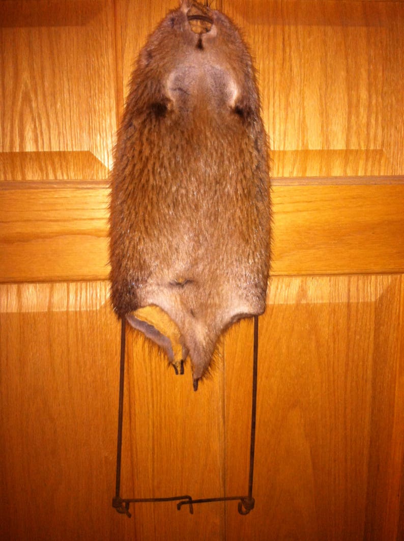 Muskrat Pelt on Strecher FREE SHIPPING Etsy