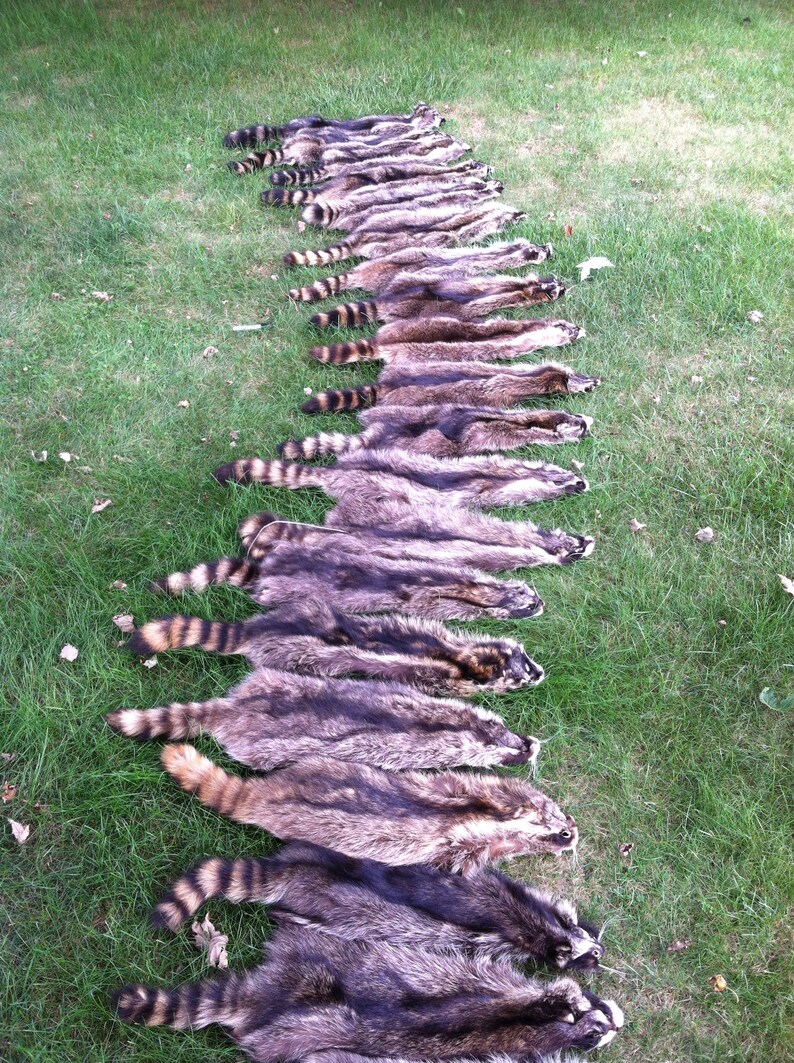 Heavy Northern Raccoon pelt 17A FREE SHIPPING