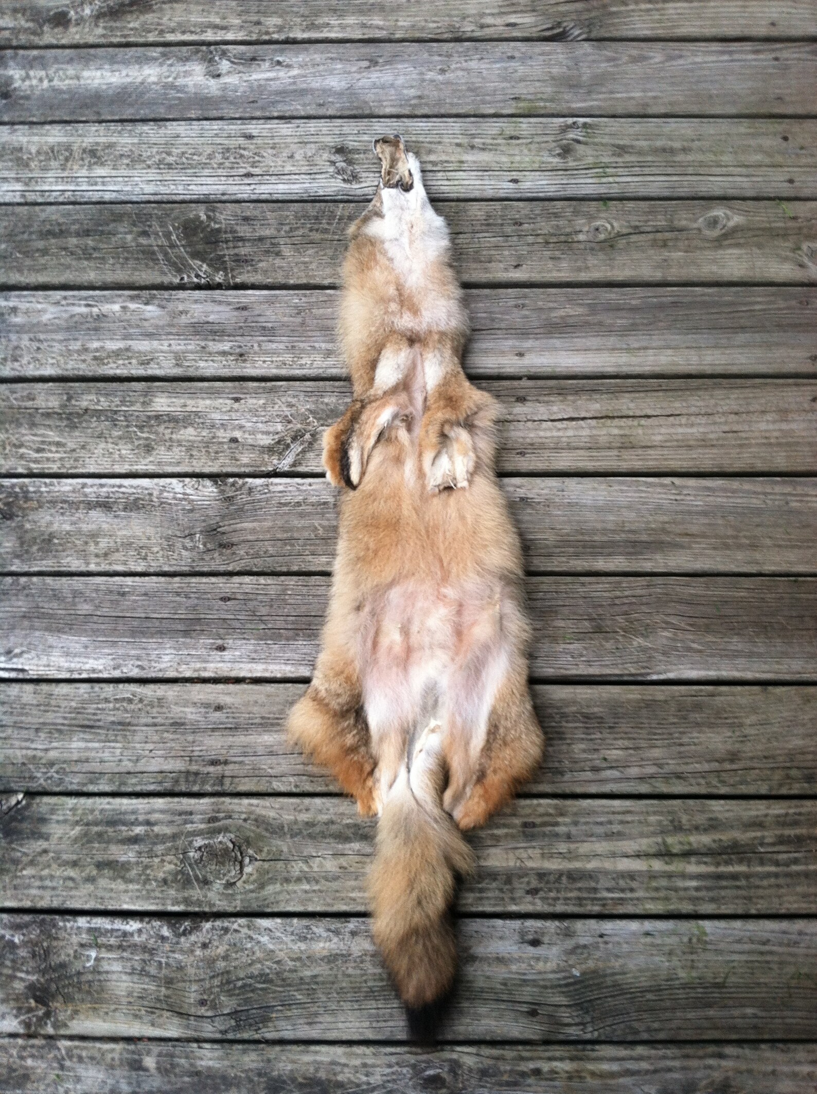 Tanned Coyote CS1904 FREE SHIPPING Etsy