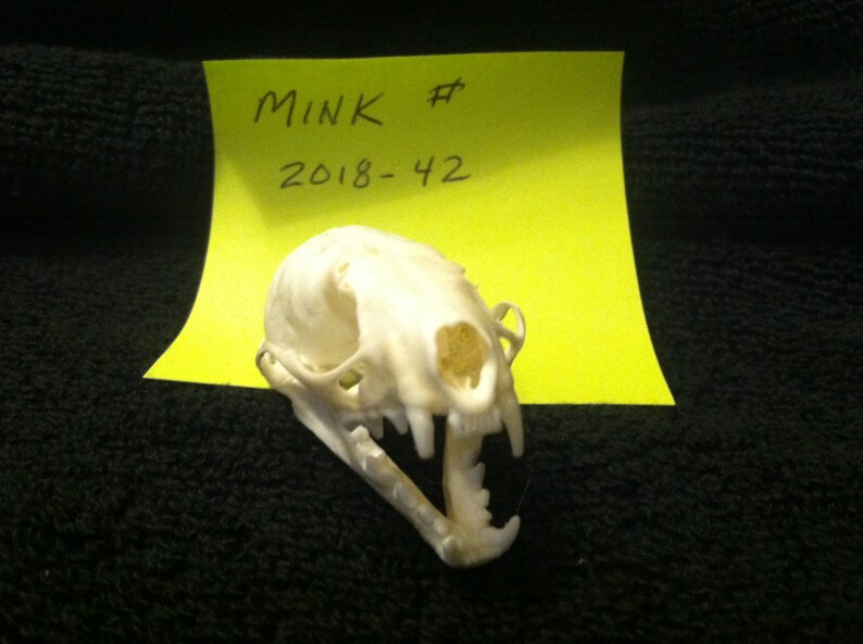 Mink Skull #42 FREE SHIPPING