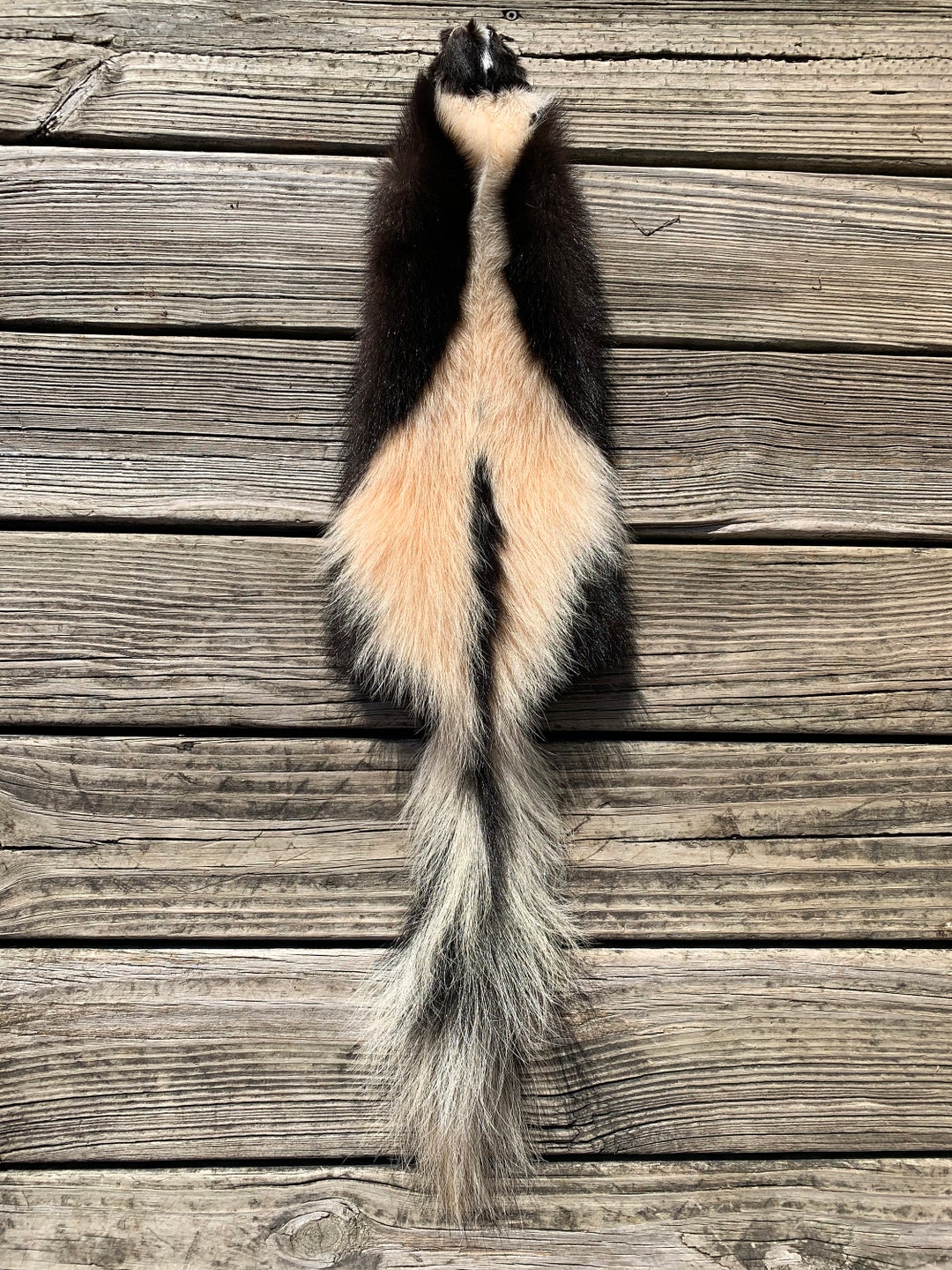 Skunk Pelt SKO18 FREE SHIPPING - Etsy