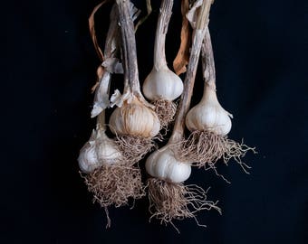 Garlic Bulbs Photo, Kitchen Photo, Kitchen Wall Art, Kitchen Decor, Dining Room Wall Art, Restaurant Decor