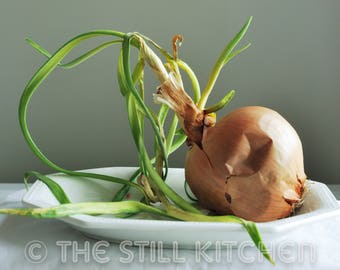 Sprouted Onion on Ironstone Plate Kitchen Photo, Kitchen Wall Art, Kitchen Decor, Dining Room Wall Art, Restaurant Decor