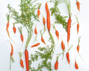Scattered Carrots Photo, Kitchen Photo, Kitchen Wall Art, Kitchen Decor, Dining Room Wall Art, Restaurant Decor