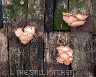 Pink Oyster Mushrooms on Rustic Wood Photography, Kitchen Photo, Kitchen Wall Art, Kitchen Decor, Dining Room Wall Art, Restaurant Decor