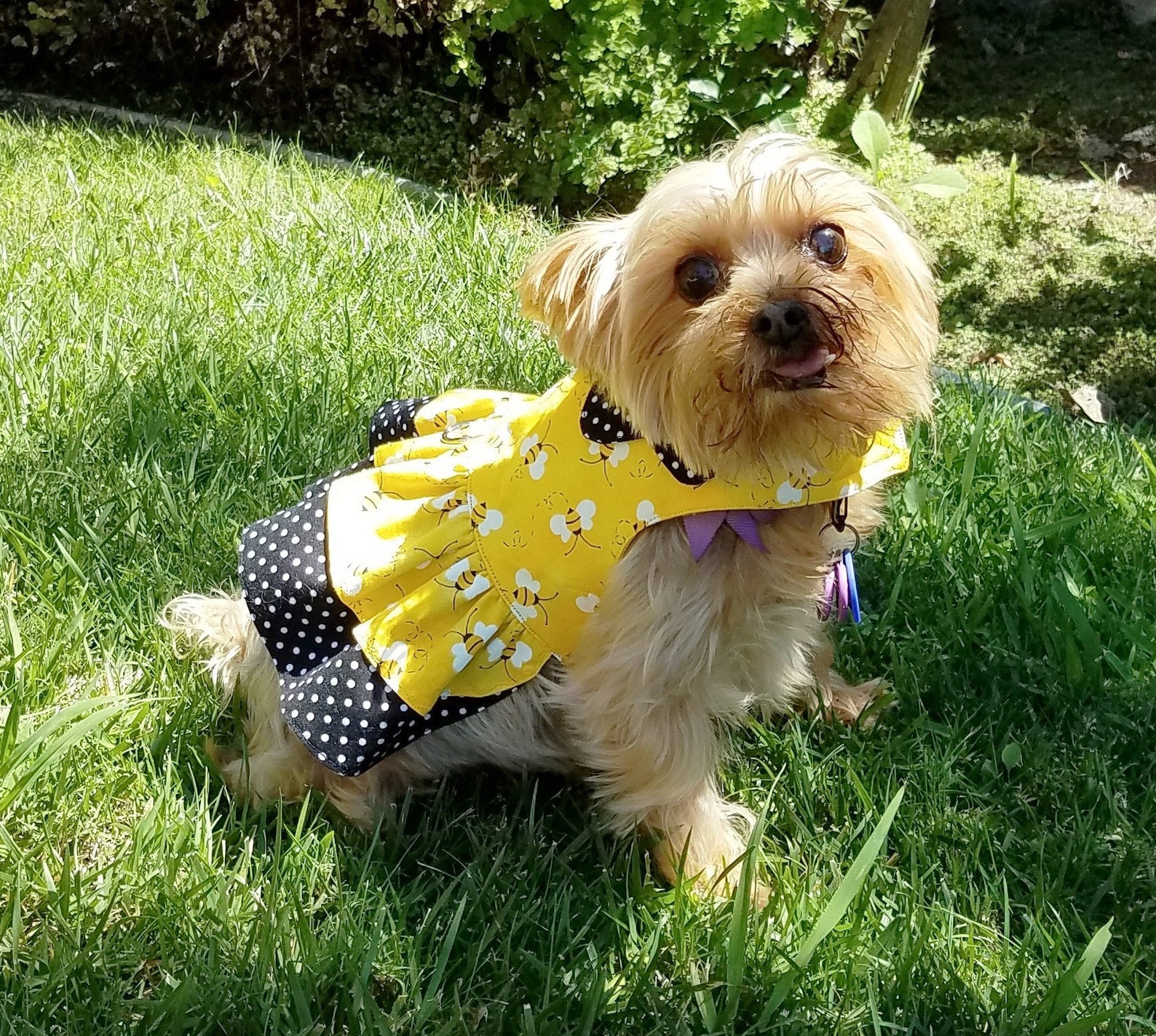 Girl Dog Harness Dress With Collar Options Etsy