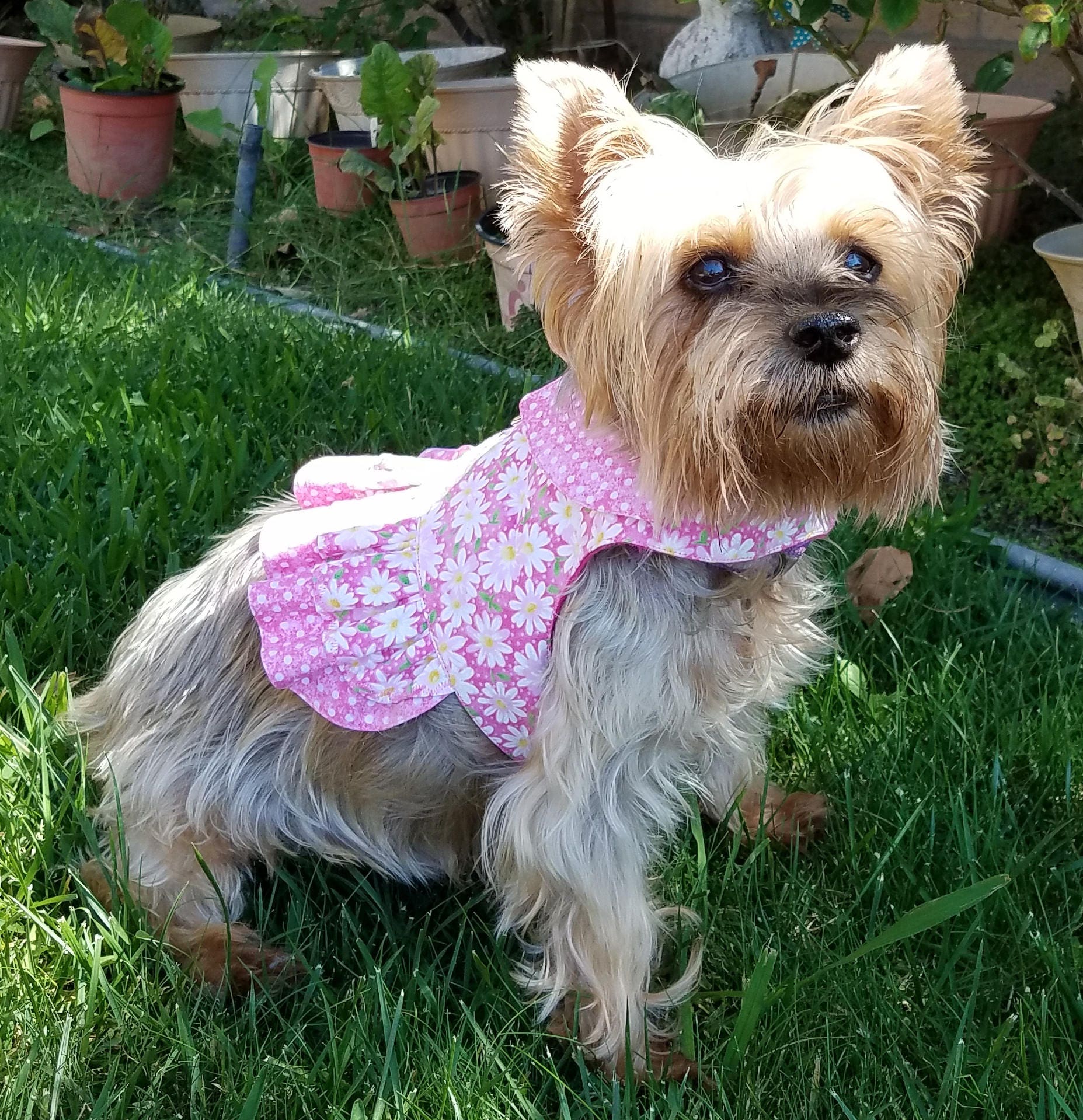 Girl Dog Harness Vest With Collar Options Etsy