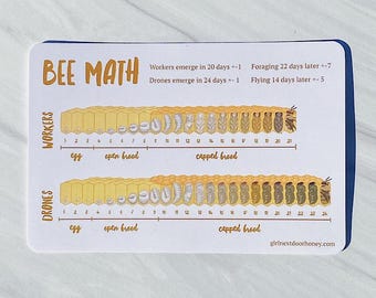 Bee Lifecycle Guide