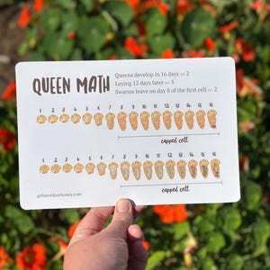 May include: A white rectangular sign with the words "QUEEN MATH" and diagrams illustrating the development of queen bees. The sign includes text about the queen's development timeline and the website girlnextdoorhoney.com.