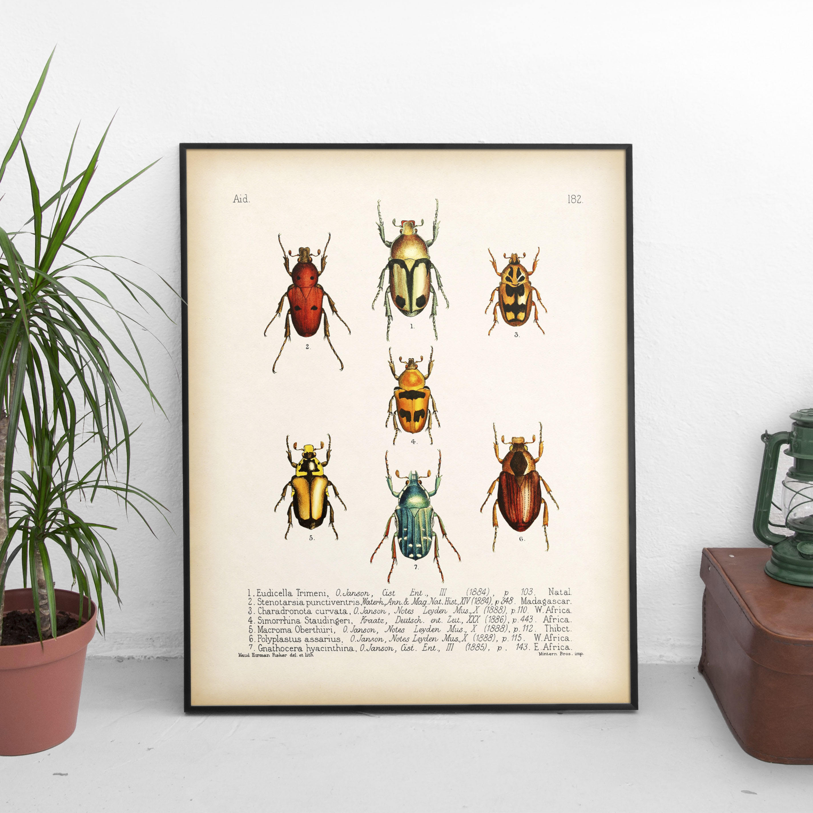 Beetle print Entomology print Insect printable Insect wall Etsy