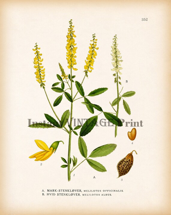 Yellow Botanical Wall Art Vintage Print Instant - Botanical Wall Art Set Of 4 Yellow Botanical Wall Art Vintage Print Instant - Botanical Wall Art Set Of 4