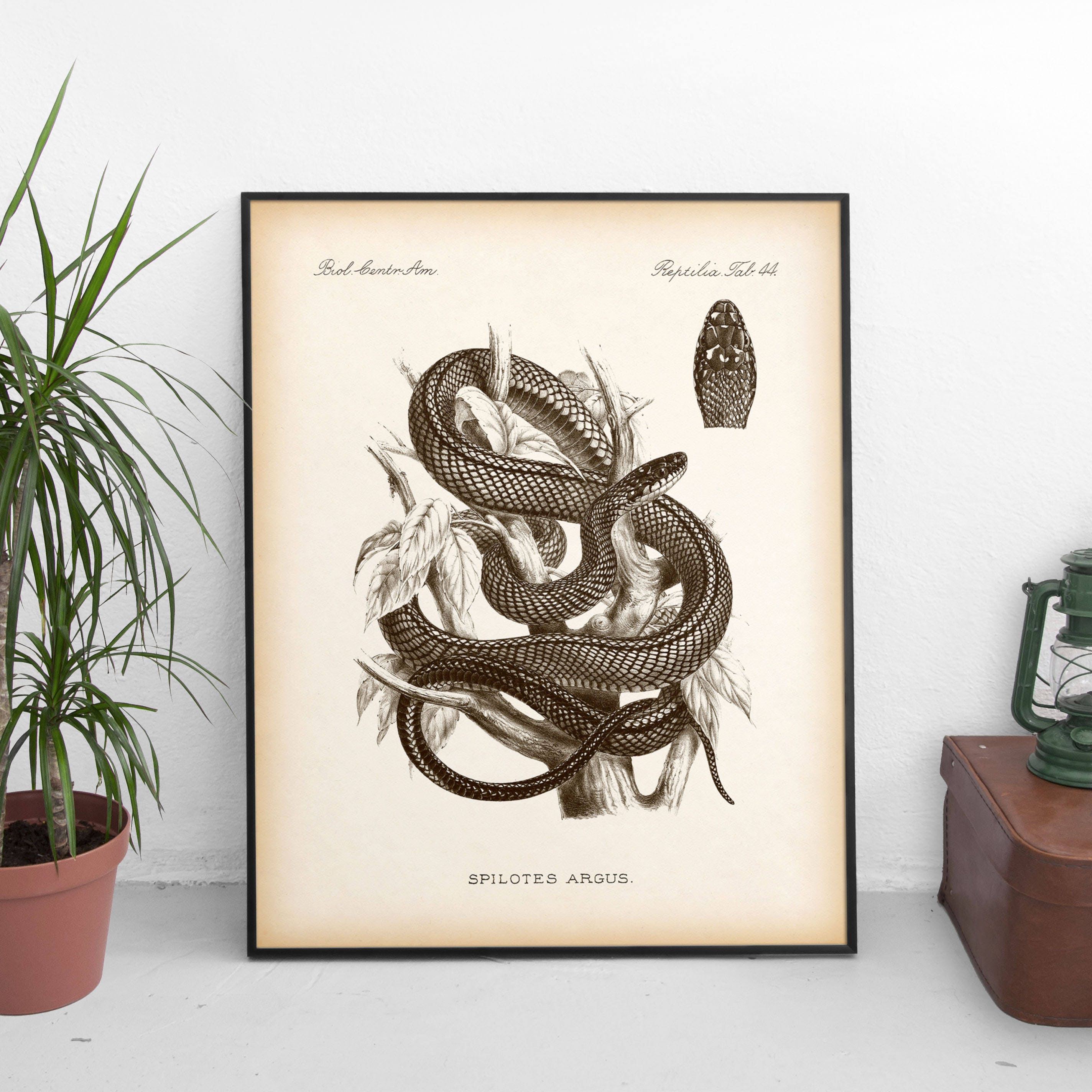 Snake Scientific Ilration Printable Art Wall 50