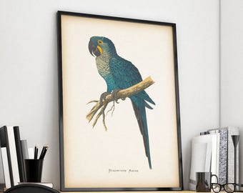 Vintage bird print, Parrot print, 8x10 bird print, 11x14 bird print, Bird art, Bird illustration, Instant download art, Printable art, JPG