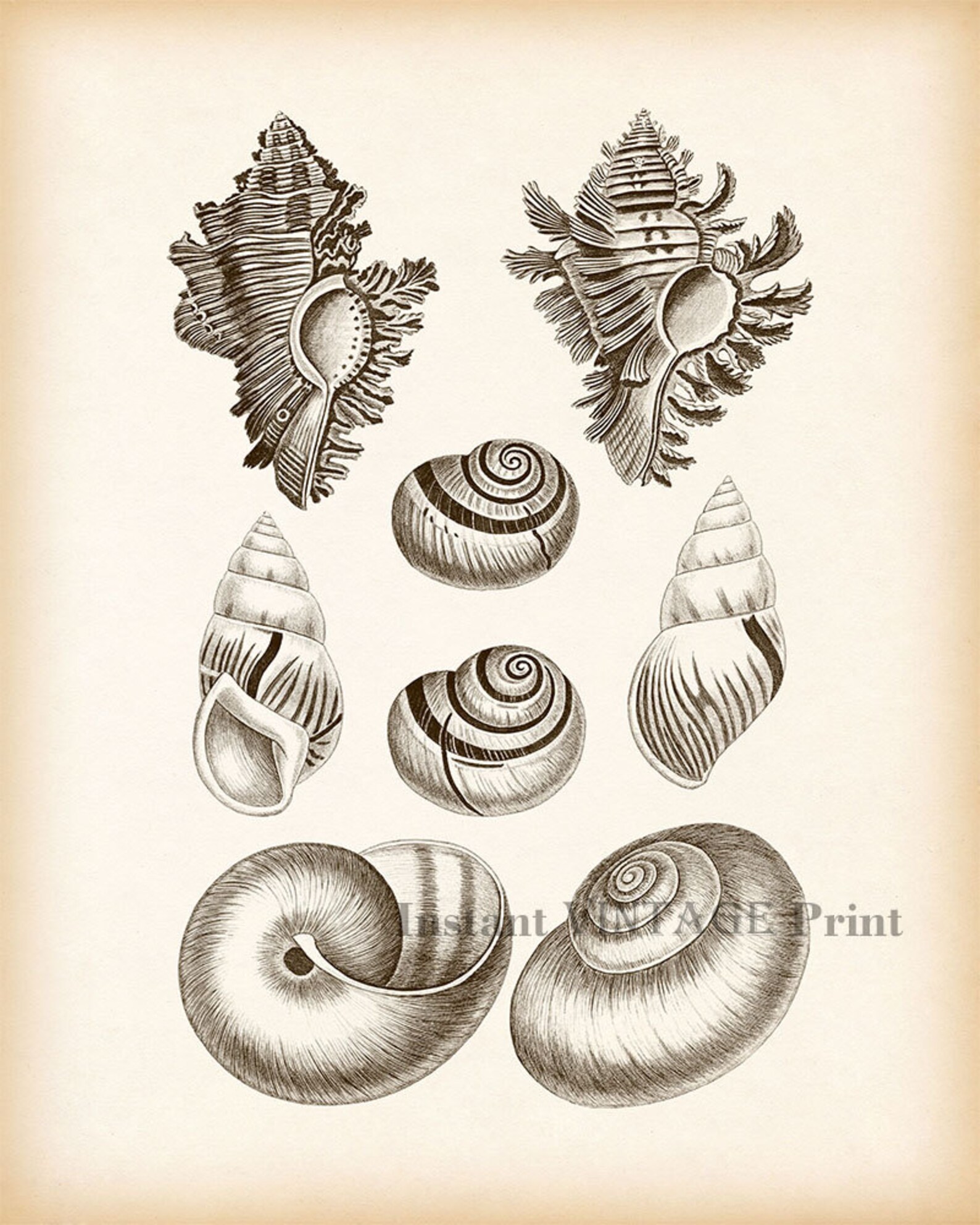 Nautical Prints Antique Nautical Prints Wall Art Vintage Etsy