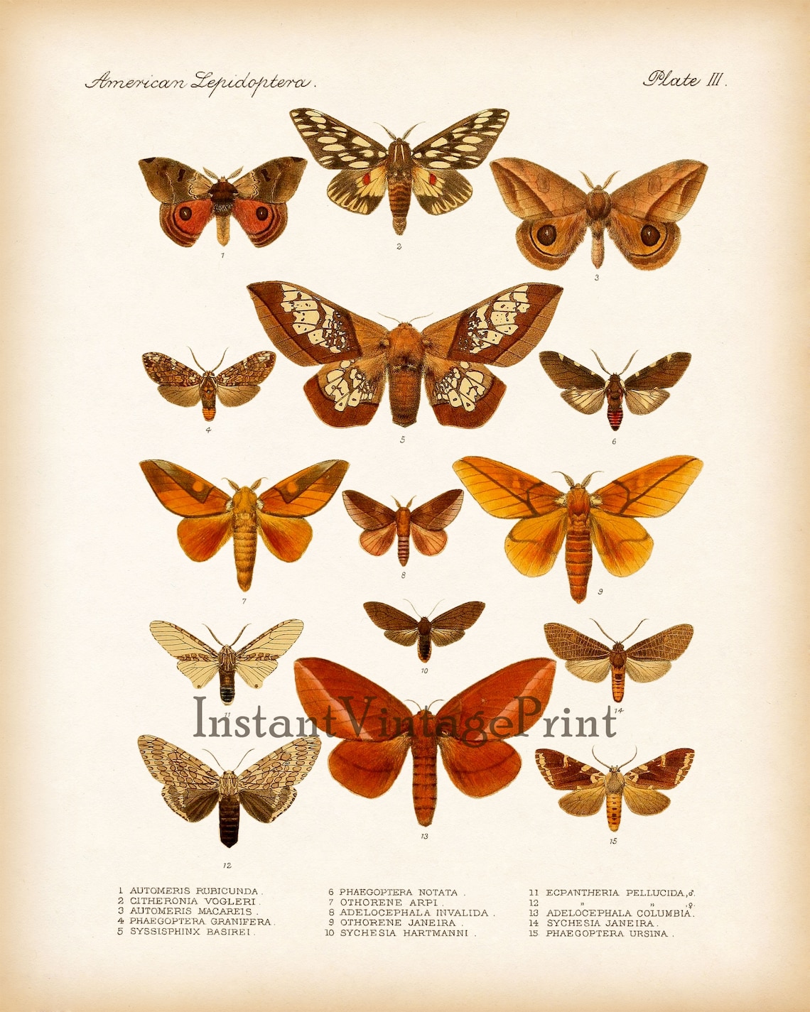 Butterfly Scientific Illustration Entomology Print Vintage Etsy