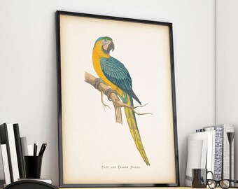 Vintage parrot print, Instant download bird print, Bird art, Antique art prints, Parrot art, Printable art, Home print, 8x10, 11x14 print