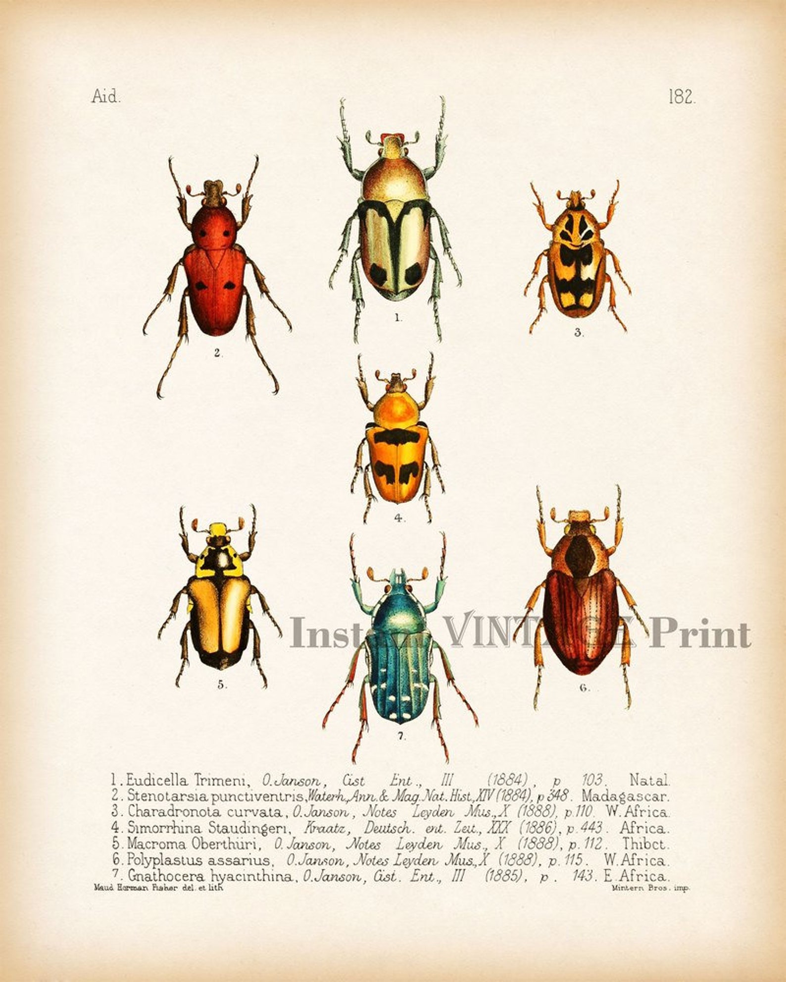 Beetle print Entomology print Insect printable Insect wall | Etsy