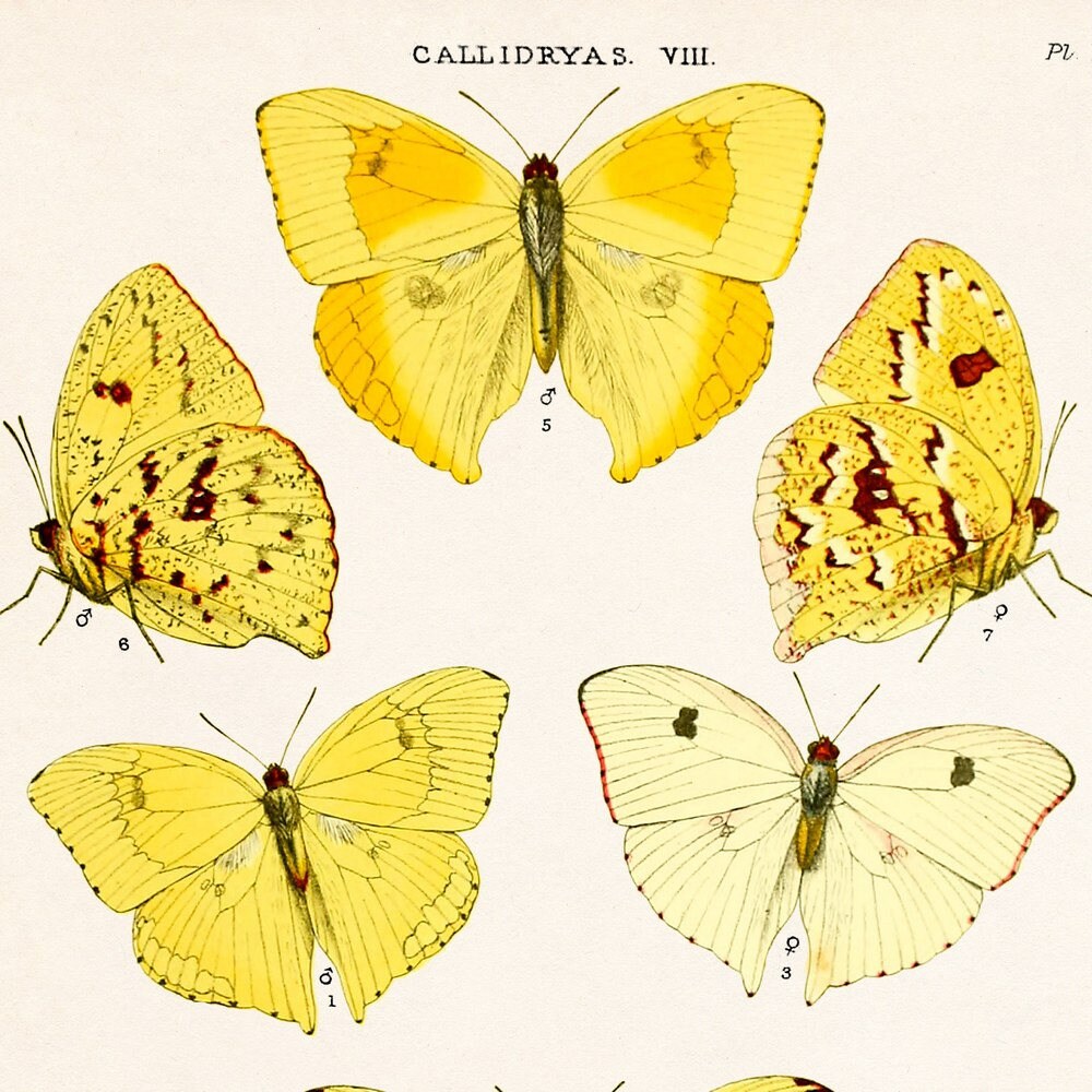 Yellow Wall Art Butterfly Wall Art Antique Print 8x10 Wall Etsy