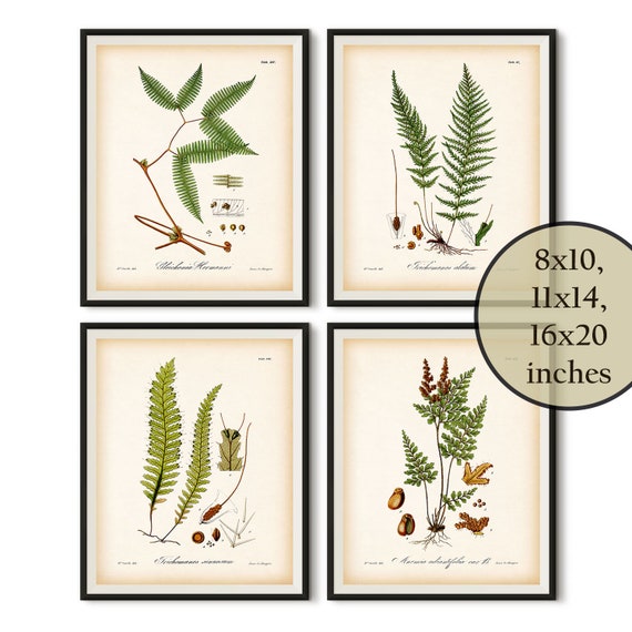 Antique fern print Set of 4 fern prints Botanical art Fern | Etsy