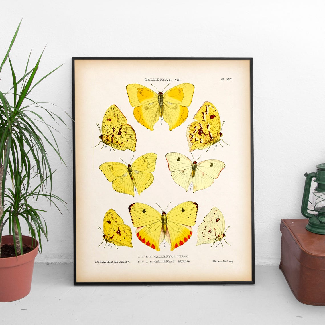 Yellow Wall Art Butterfly Wall Art Antique Print 8x10 Wall Etsy