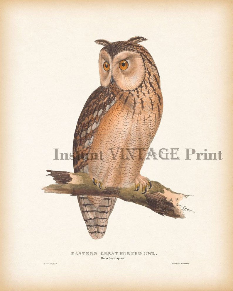 Vintage owl print Owl illustration Antique bird print Etsy
