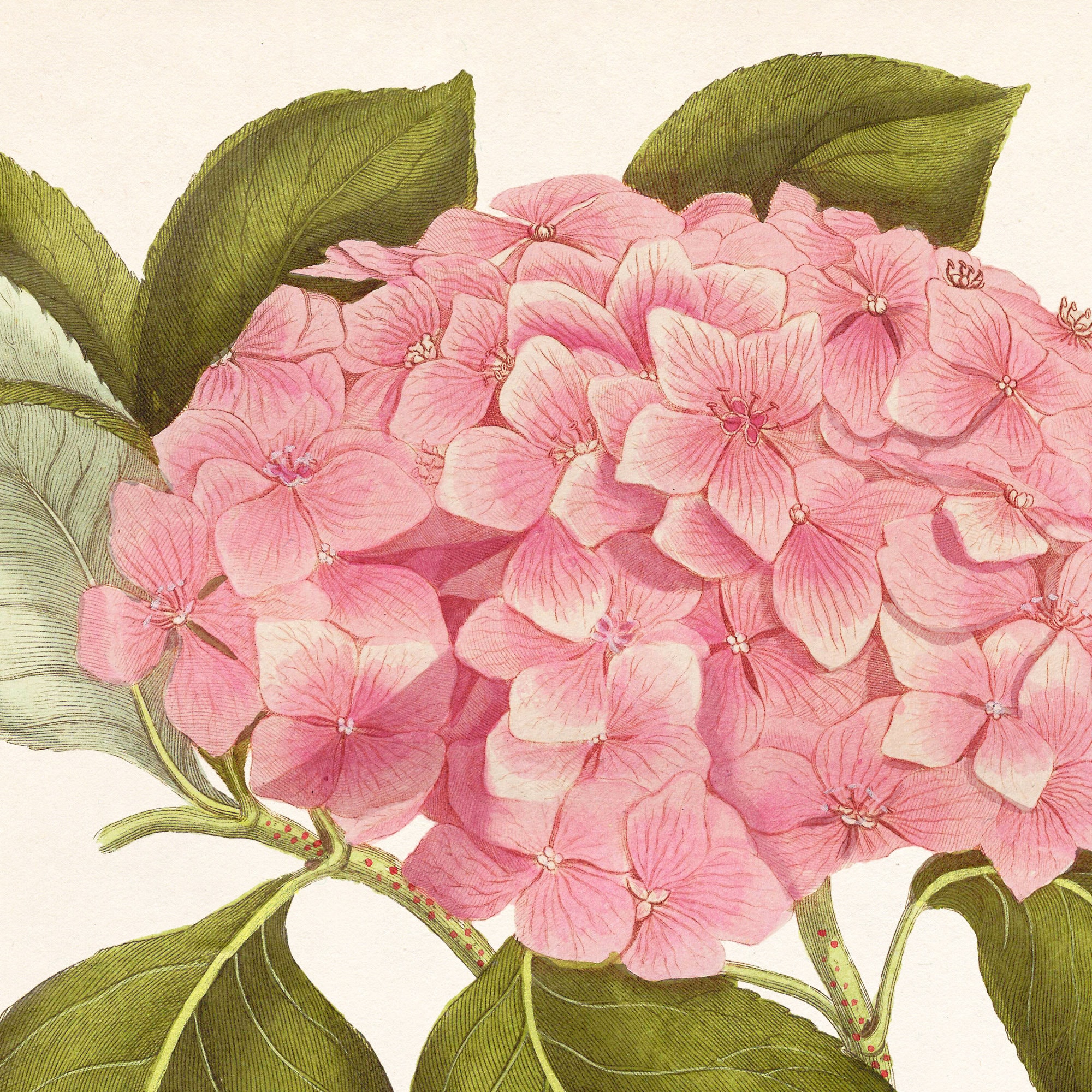 Hydrangea wall art Large botanical print Hydrangea Etsy