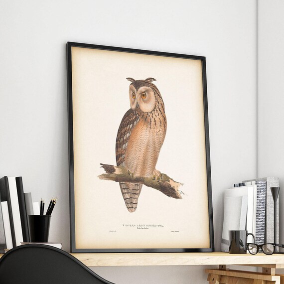 Vintage owl print Owl illustration Antique bird print Etsy