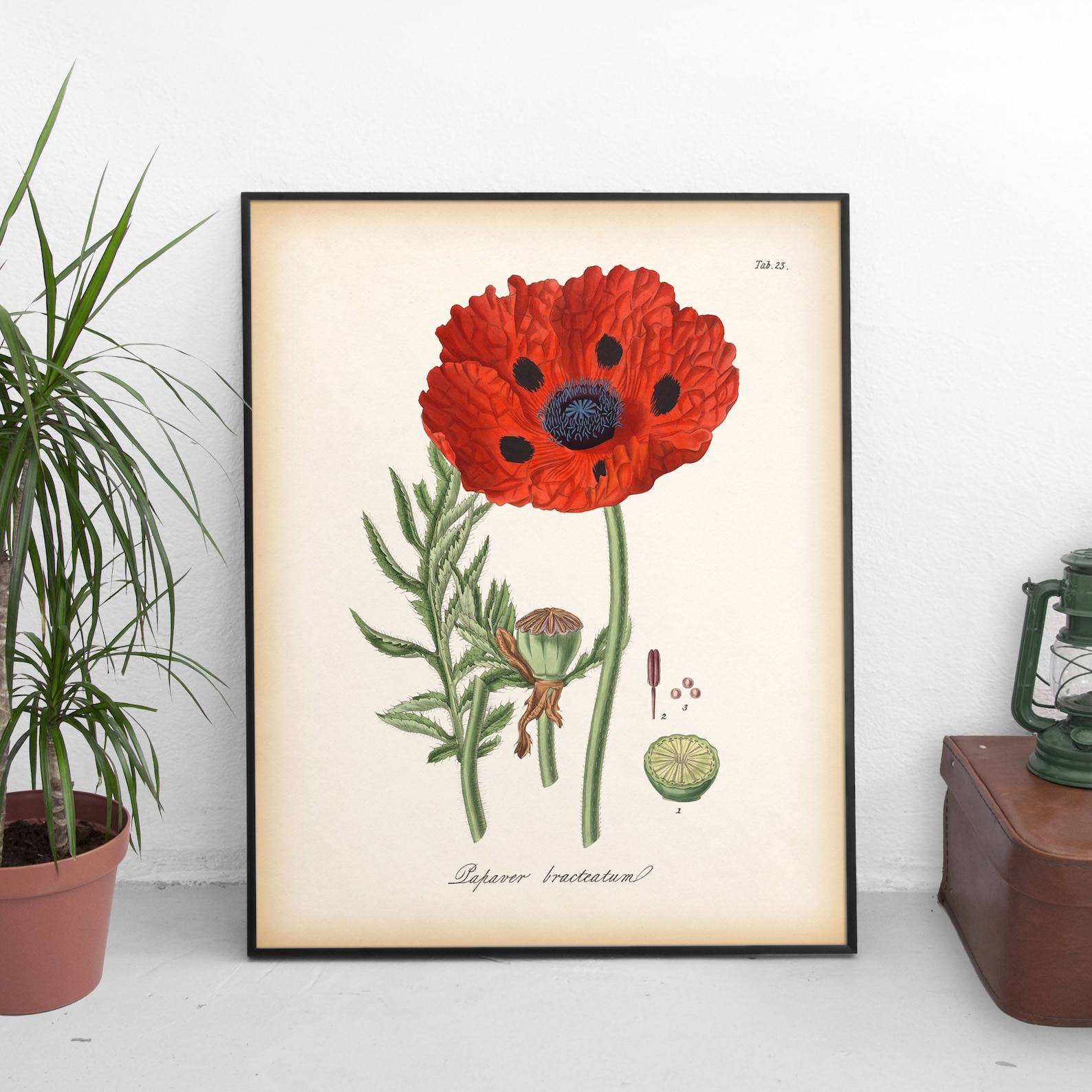 Poppy print Large botanical print Antique botanical print Etsy