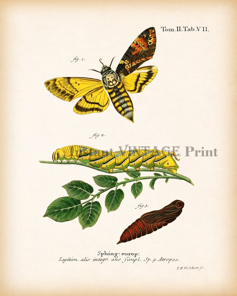 Natural History Print Moth Print Antique Entomology Art | Etsy
