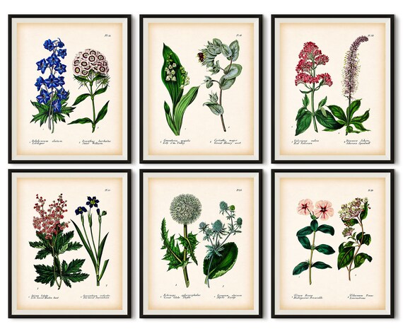 Set Of 6 Botanical Prints Wall Art Antique - Instant Wall Art Botanical Prints Set Of 6 Botanical Prints Wall Art Antique - Instant Wall Art Botanical Prints