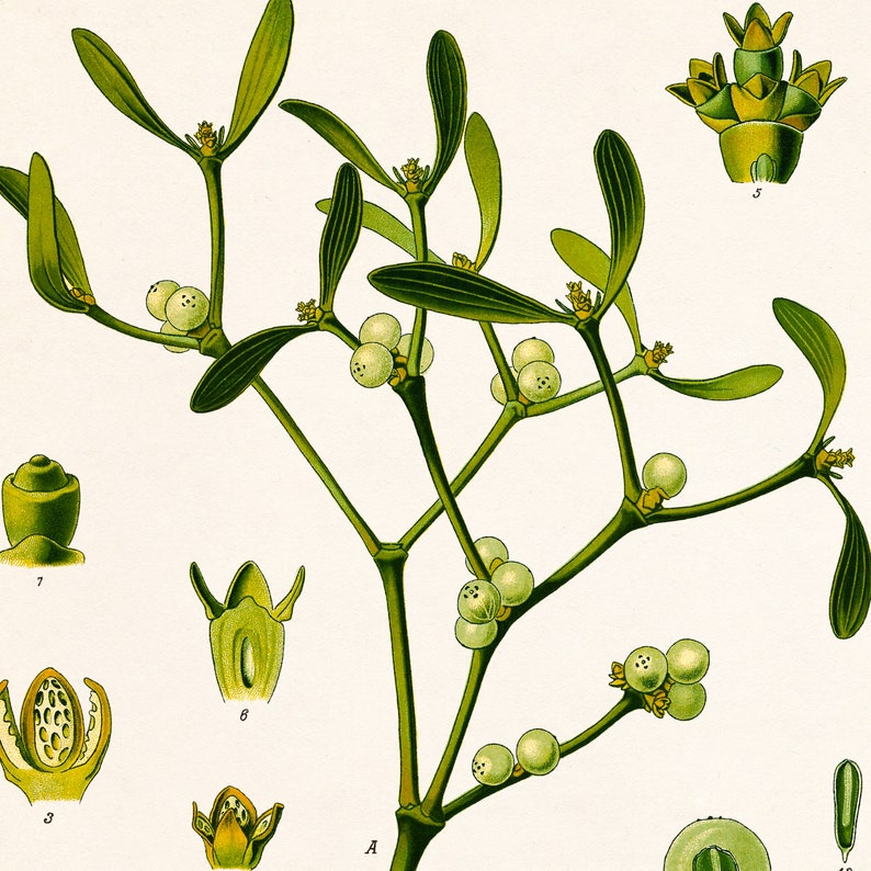 Mistletoe Christmas mistletoe wall art Botanical mistletoe Etsy