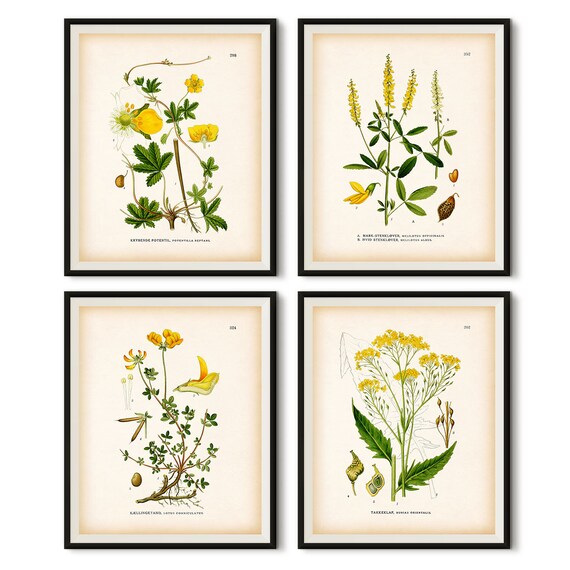Yellow Botanical Wall Art Vintage Print Instant - Botanical Wall Art Sets Yellow Botanical Wall Art Vintage Print Instant - Botanical Wall Art Sets