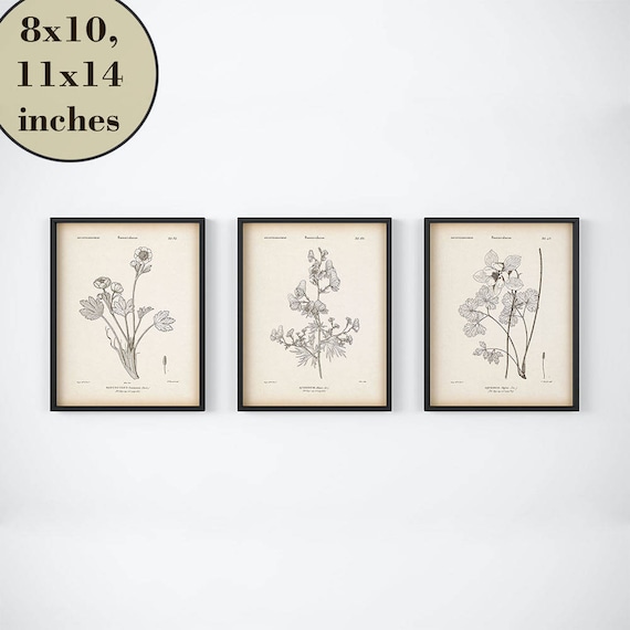 Set of 3 botanical prints Vintage flower print Instant | Etsy