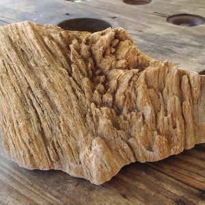 petrified wood chunk from Southwest Louisiana.