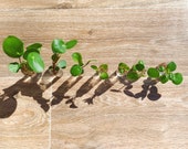 Pilea Peperomioides Pups, Chinese Money Plant, Pancake Plant, Indoor Plant, House Plant, Baby Plants, Baby Pileas, Rare Houseplants