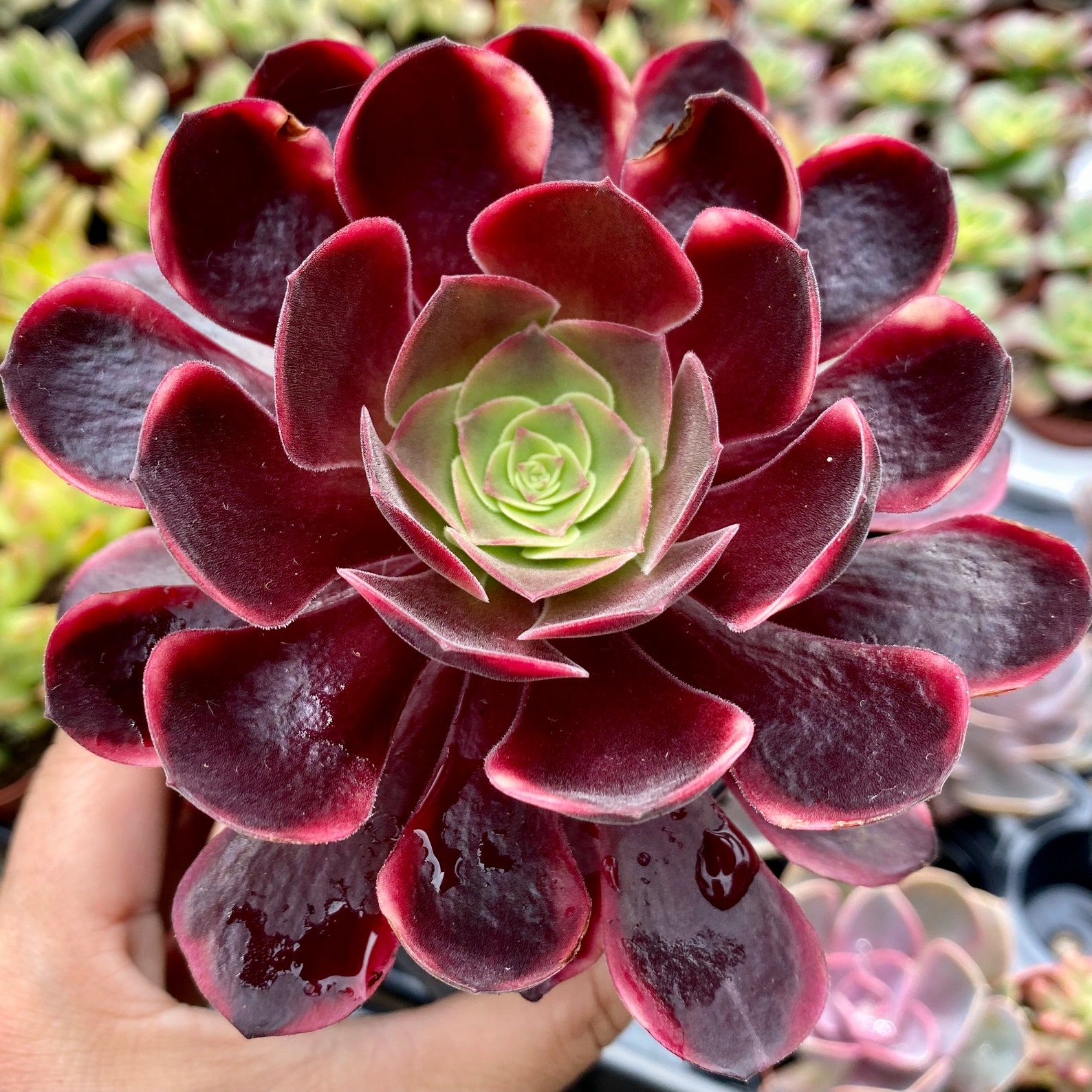 Rare Succulents Aeonium superbang 10cm as in photo Etsy