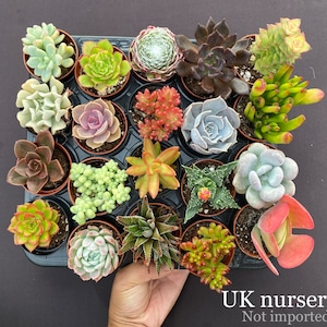 Succulents - 5.5cm, random selection, wedding favours  (similar as in photo, plant with the pot in photo)