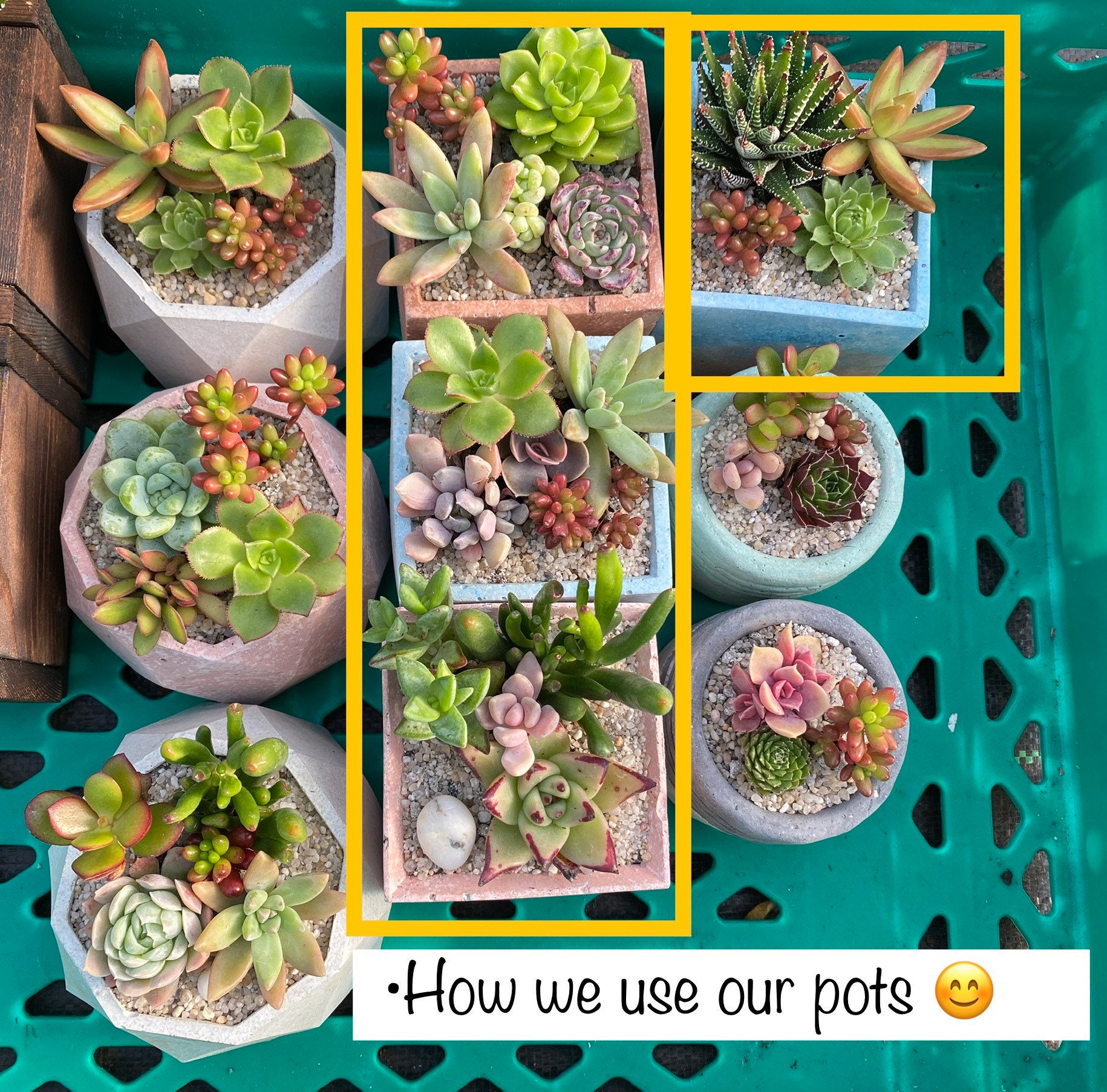 Pengs Handmade Concrete Pots for Succulents or Cactus Etsy UK