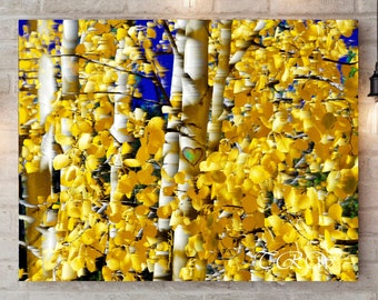 Aspen Trees Fine Art Print: Colorado Fall Decor