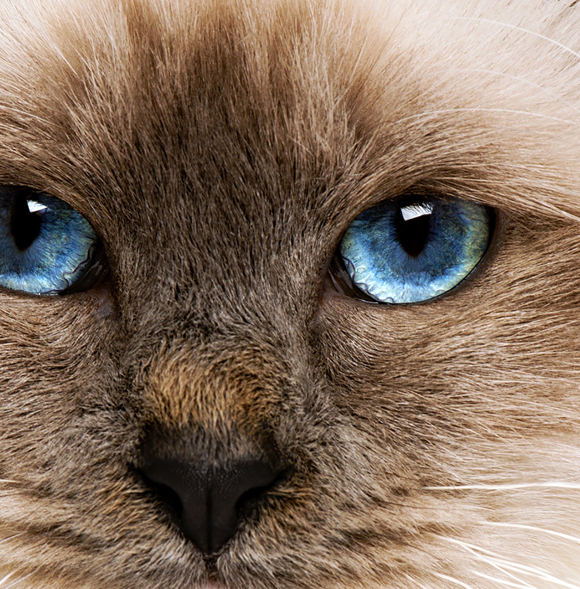 Ragdoll Cat Cushion Cover 16 Inch 40cm Square Cream Longhaired Cat Blue ...