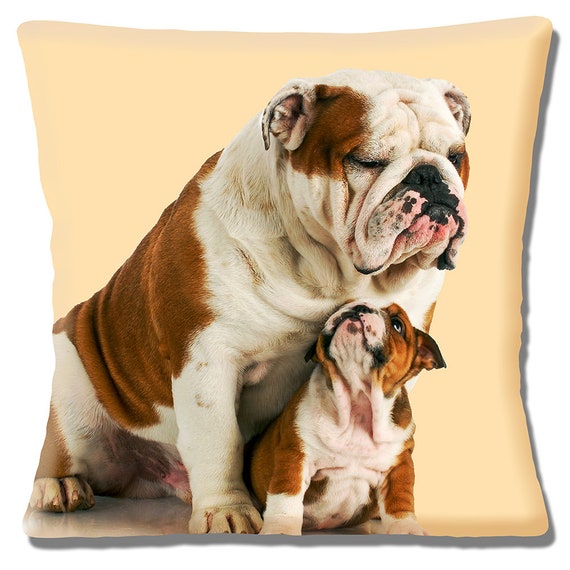 english bulldog tan and white