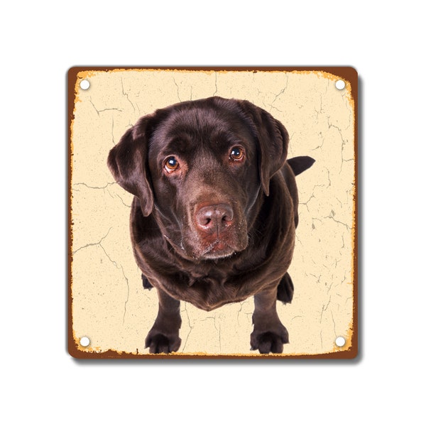 Chocolate Labrador Vintage Style Metal Sign Aged  200 x 200mm 8 x 8 inches, Pet Dog Retriever Home Decor Gift Idea Stocking Filler Him Her