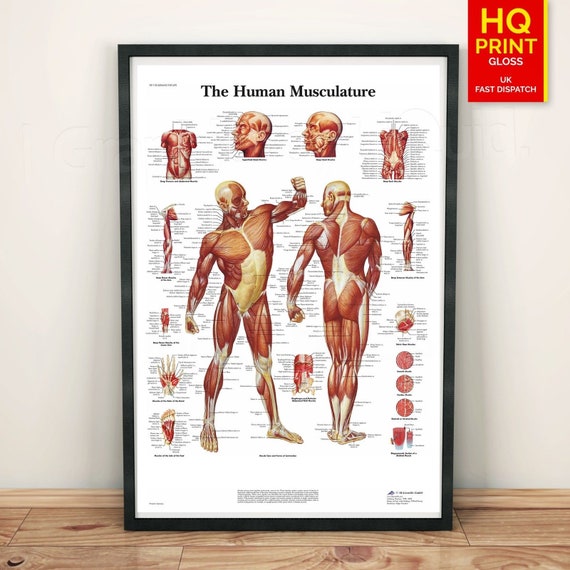 Human Muscle Chart