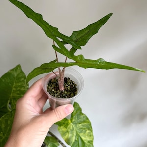 Alocasia sp Sulawesi &#39;Sabrina Narrow&#39;, Alocasia baby houseplant