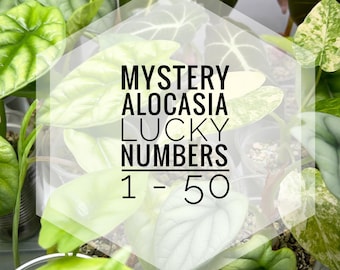 Mystery Alocasia Lucky Numbers (1 to 50)