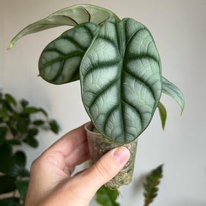 Alocasia Silver Dragon, baginda baby alocasia