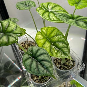 Alocasia baginda ‘Dragon Scale’, baby Alocasia houseplant