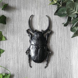 Large Beetle Wall Hanging, Bug Wall Art, Insect Wall Decor, Unusual Gift, Beetle Gift, Goth Decor, Gold Bug, Goth Wall Art, Entomology Gift