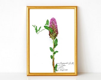 Pyramid Orchid Print, Botanical Art, Wild Flower Pressed Art, Botanical Poster, Pink Orchid Floral Art