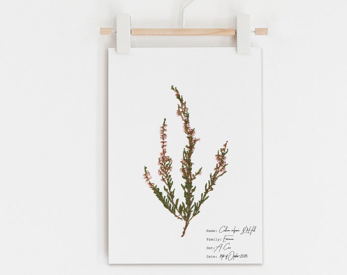 Common Heather Print, Botanical Art, Botanical Home Decor, Floral Wall Art